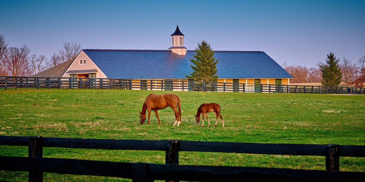 Two horses grazing in a green pasture with a large barn in the background.