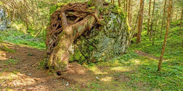 A tree growing over a large moss-covered rock in a forest.