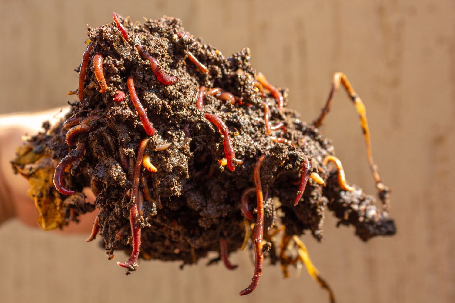 Close-up of a handful of soil filled with wriggling red earthworms.
