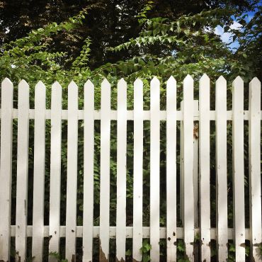 White picket fence with green vines.