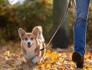 A happy corgi dog on a leash walking through autumn leaves.