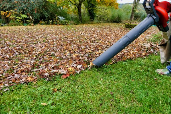 A person using a leaf blower to clear fallen leaves from a lawn.