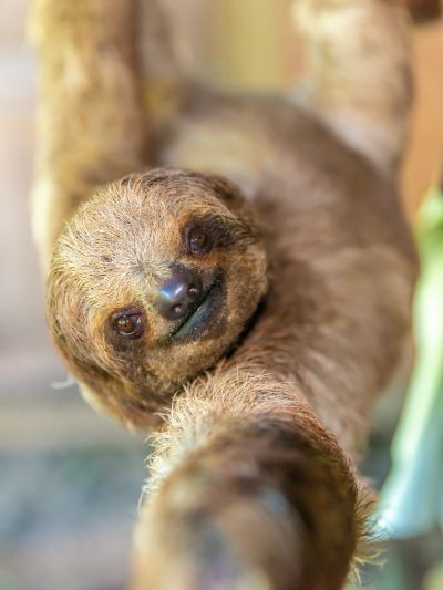 Close-up of a sloth hanging from a tree branch.