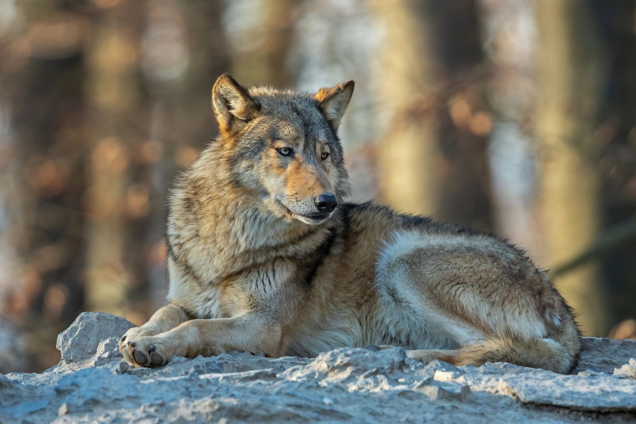 A wolf resting on rocks in a forest.