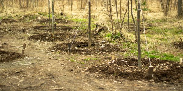 Newly planted trees in a dry garden area.