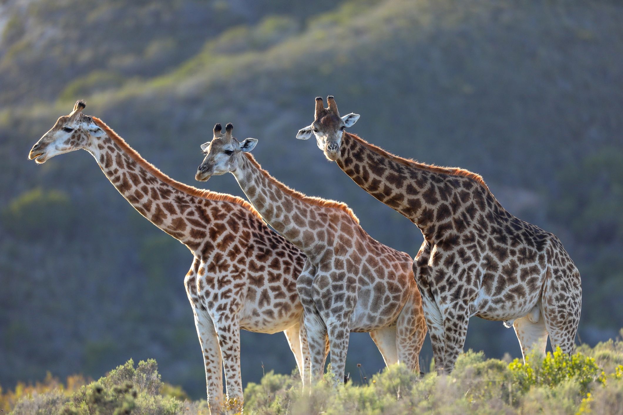 Giraffes in the Sub-Sahara desert hunting safari
