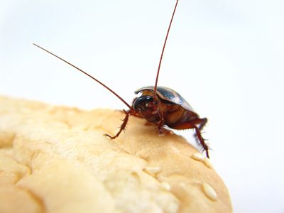 Cockroach on a piece of bread.