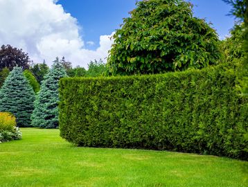 Hedge and bush trimming in Winnipeg