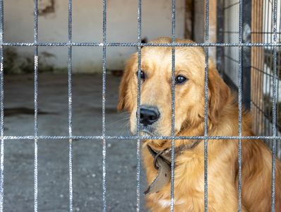 Animal Sanctuary Safe Haven Dog Shelter Adoption Center Cape Cod