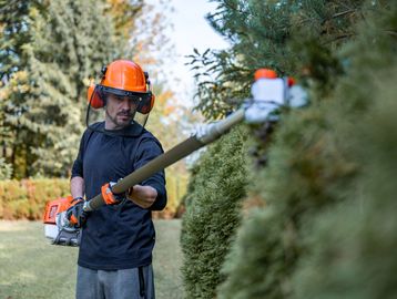 Man trimming tall hedges using a gas-powered hedge trimmer.