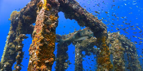 A pufferfish swims near a coral-covered underwater structure with many small fish around.