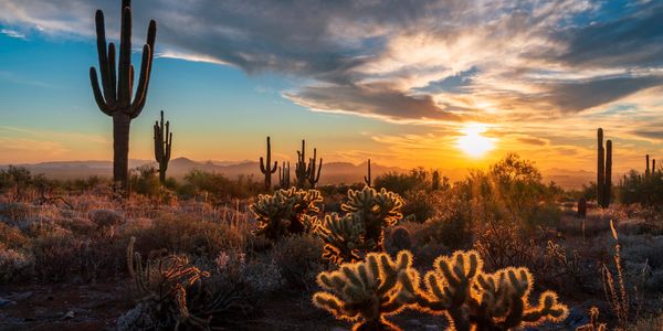 Sunset over a desert landscape with tall cacti and glowing bushes.