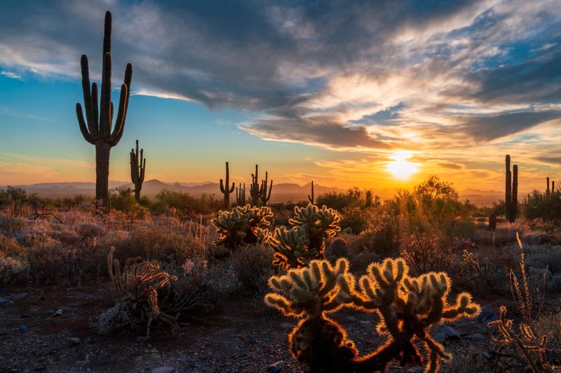 Cholla cacti holding light during majestic sunset with saguaro  cactus silhouettes and camelback mountain in distance shot from McDowell sonoran conservancy in scottsdale, AZ