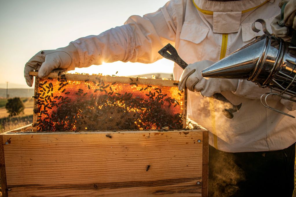 Beekeeper inspecting a honeycomb frame during sunset.