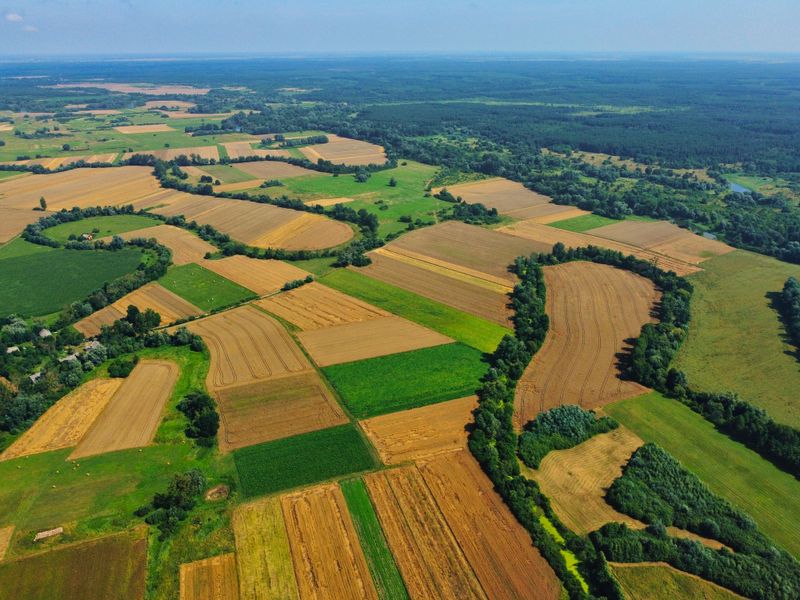 a grid of colorful farmlands with twisted lines of trees on the border of Poland and Ukraine