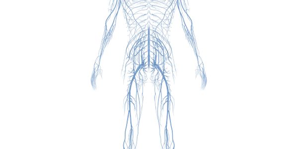 Illustration of the human lymphatic system from front view.
