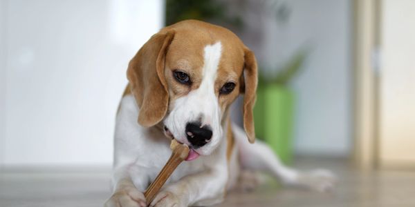 Beagle dog chewing on a bone indoors on a wooden floor.