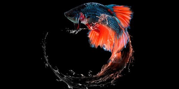Colorful Betta fish creating a water splash on black background.