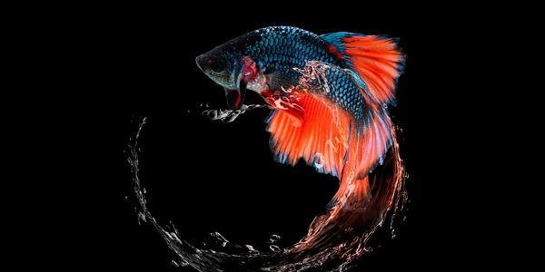 Colorful Betta fish creating a water splash on black background.