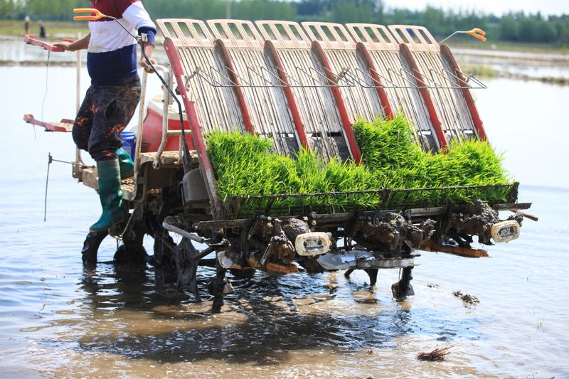 Farmers planting rice in field by using rice planting machine, rice planting by rice transplanter, Asian farmer transplant rice seedling in rice field.