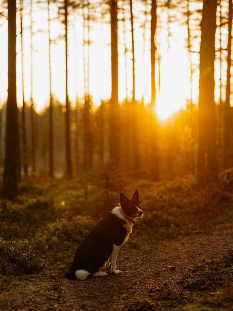 A black and white dog sitting on a forest path at sunset.