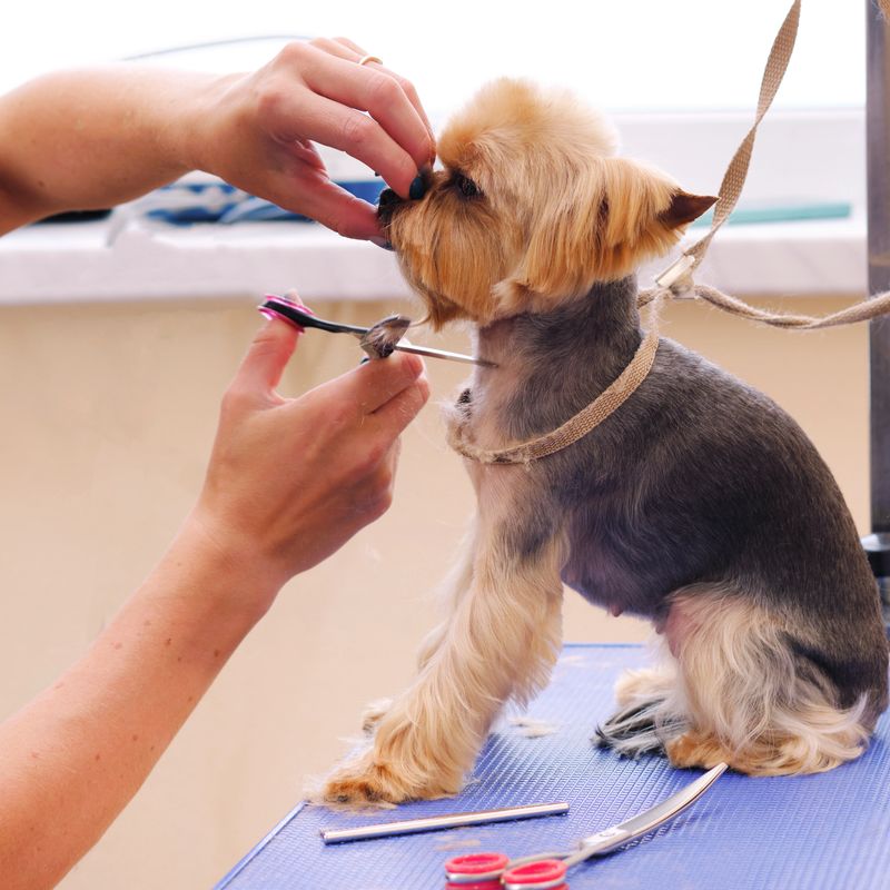 an obedient Yorkshire terrier during a haircut by a professional home groomer.