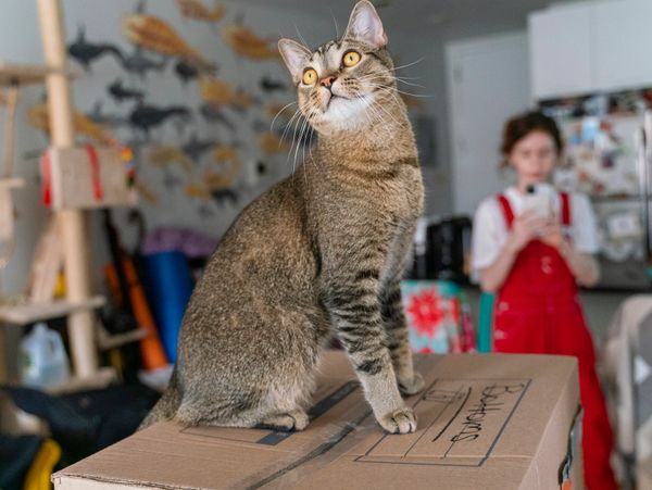 A tabby cat sits alert on a cardboard box in a cozy home.