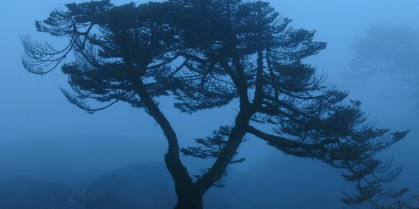 Silhouetted tree against a misty, blue-toned background.