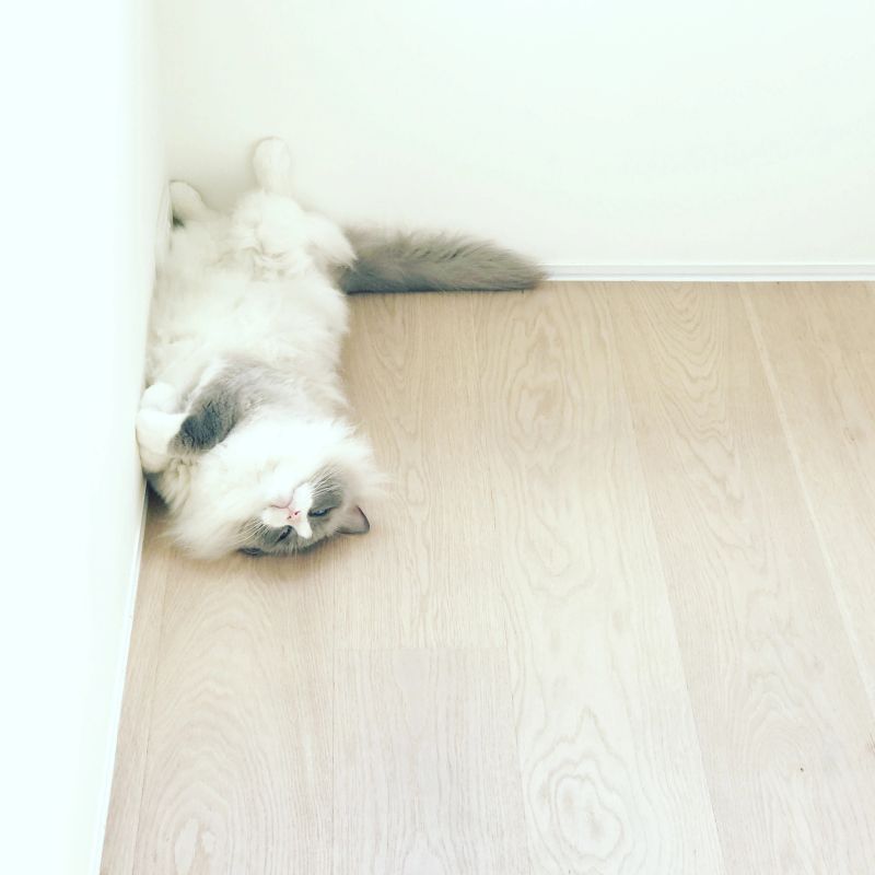 A Fluffy Ragdoll Kitten with Blue Eyes Napping / Sleeping.