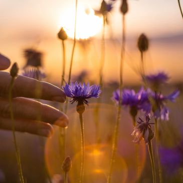 sunset, hands with flowers, purple flowers, sun flare