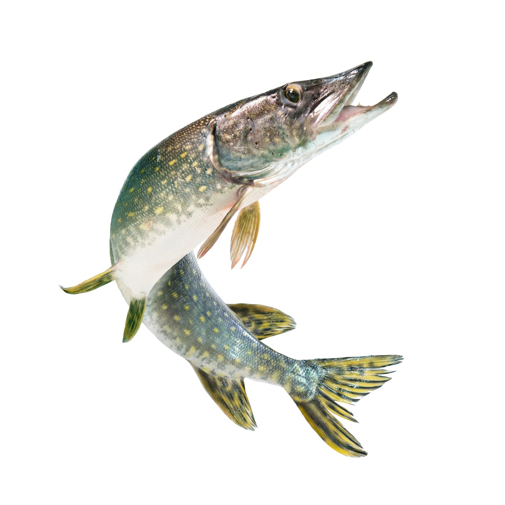 Custom Fishing Lures - Tailored for Your Catch