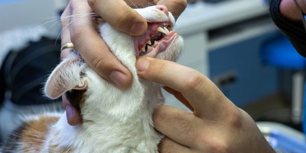 A person examining a cat's teeth closely.