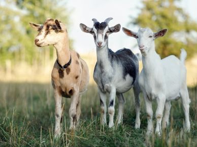 Goat bagged feed sales in Wayne county Ohio