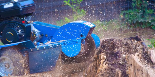 A blue stump grinder shredding a large tree stump outdoors.
