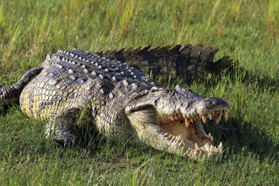 Close-up view of a Nile Crocodile