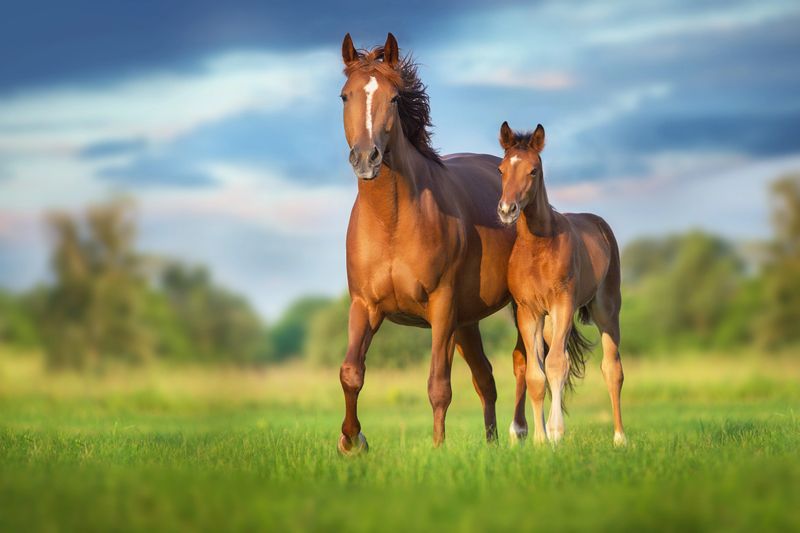 Red mare and foal on green pasture