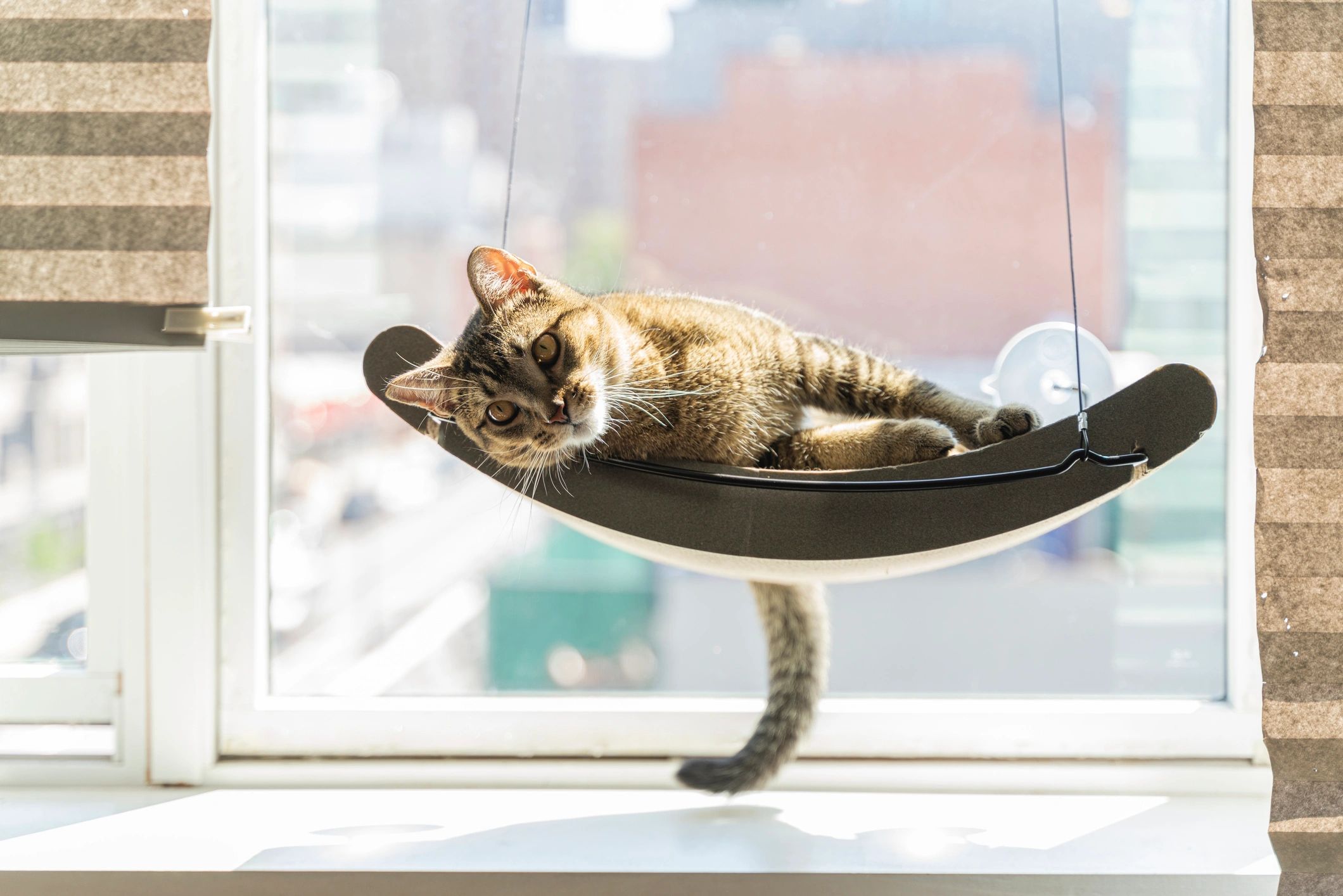 A cat lounging on a hanging window hammock.