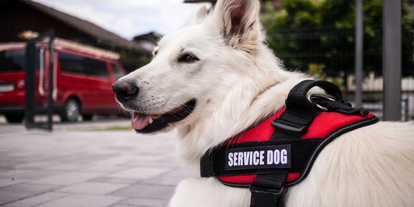 White service dog wearing a red harness, resting outdoors.