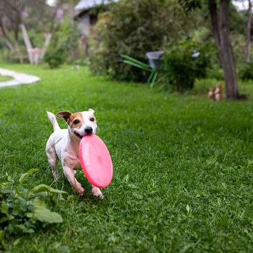 Dog running in the backyard