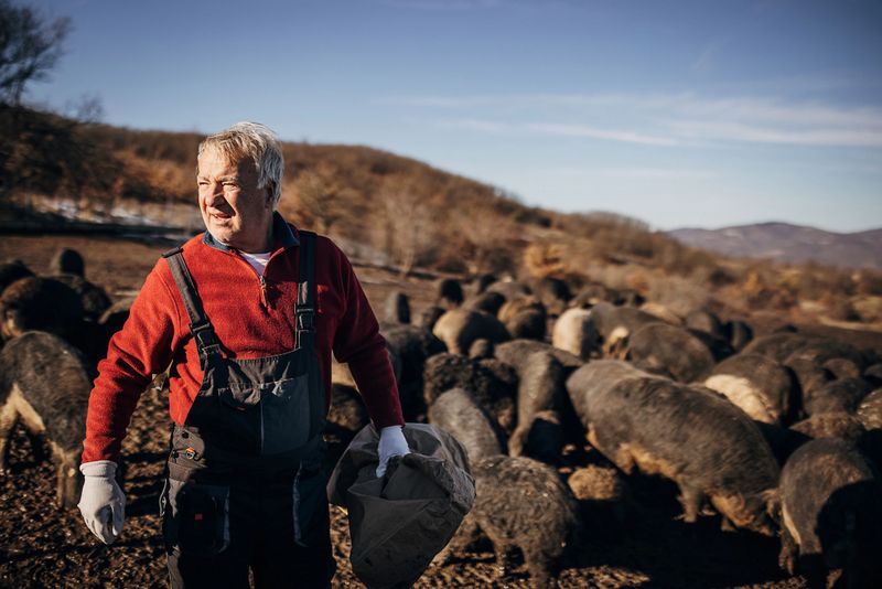 Senior farmer feeding pigs on the open farm