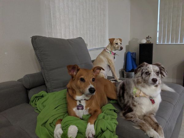 Three dogs relaxing on a gray couch in a living room.