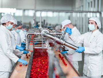 Workers processing tomatoes on an assembly line in a factory.