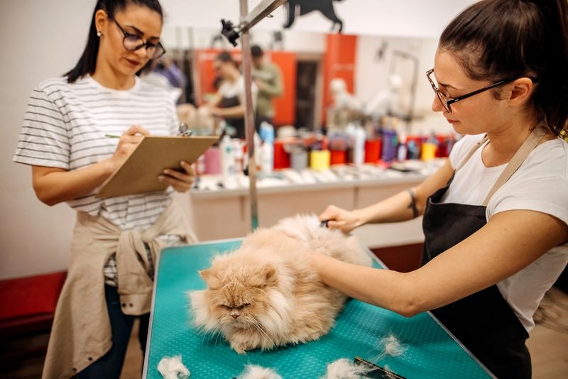 Two workers in a pet salon are sucking a cat
