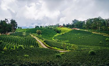 Lush green coffee plantations on rolling hills under a cloudy sky.