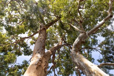 Tall eucalyptus trees with peeling bark and lush green leaves under a sunny sky.