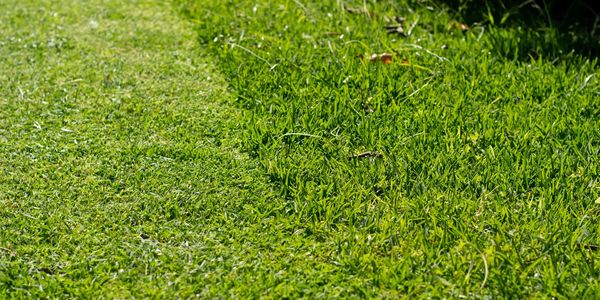 Close-up of freshly mowed green grass with a clear line between cut and uncut areas.