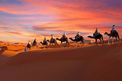 Camel caravan crossing the desert at sunset.