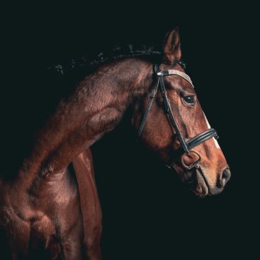 Profile of a brown horse with bridle against black background.