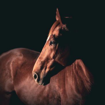 Elegant brown horse against a black background.