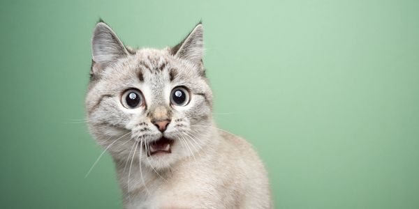 Surprised cat with wide eyes against a green background.